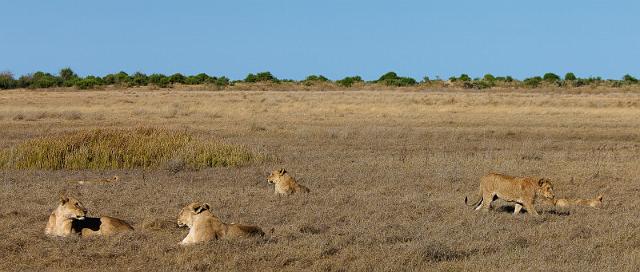 135 Okavango Delta, leeuwen.jpg